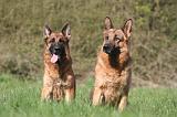 BERGER ALLEMAND 1328